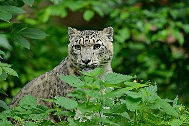 《毁灭战士：黑暗时代》N卡新驱动 4倍性能提升